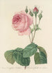 Auswahl der schönsten Blumen pl 089 - Pierre Joseph Redouté — Ansicht des Kunstwerks