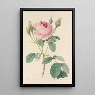 Pierre Joseph Redout - Choix des plus belles fleurs pl 093.webp