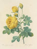 Auswahl der schönsten Blumen pl 096 - Pierre-Joseph Redouté — Ansicht des Kunstwerks