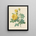 Auswahl der schönsten Blumen pl 096 - Pierre-Joseph Redouté — gerahmtes Bild an der Wand