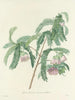 Auswahl der schönsten Blumen pl 103 - Pierre-Joseph Redouté — Ansicht des Kunstwerks