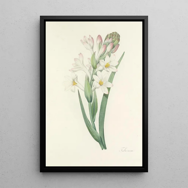 Auswahl der schönsten Blumen pl 107 - Pierre Joseph Redouté — gerahmtes Bild an der Wand