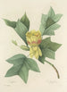 Auswahl der schönsten Blumen pl 110 - Pierre Joseph Redouté — Ansicht des Kunstwerks