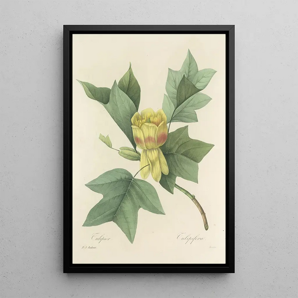 Auswahl der schönsten Blumen pl 110 - Pierre Joseph Redouté — gerahmtes Bild an der Wand