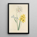 Auswahl der schönsten Blumen pl 111 - Pierre Joseph Redouté — gerahmtes Bild an der Wand