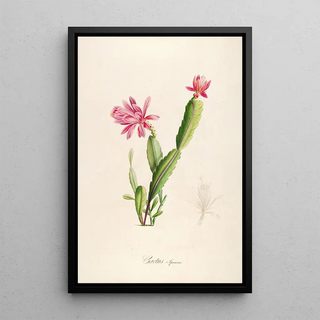 Pierre Joseph Redout - Description des plantes rares cultivees a Malmaison et a Navarre Pl03.webp