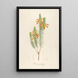 Pierre Joseph Redout - Description des plantes rares cultivees a Malmaison et a Navarre Pl10.webp