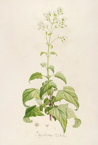 Pierre Joseph Redout - Description des plantes rares cultivees a Malmaison et a Navarre Pl14.webp