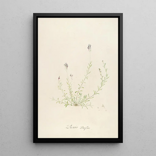 Pierre Joseph Redout - Description des plantes rares cultivees a Malmaison et a Navarre Pl18.webp