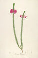 Beschreibung der seltenen Pflanzen, die in Malmaison und Navarre kultiviert werden, Pl28 - Pierre Joseph Redouté — Ansicht des Kunstwerks