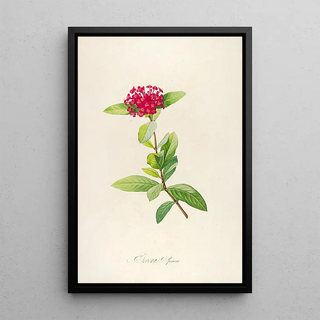 Pierre Joseph Redout - Description des plantes rares cultivees a Malmaison et a Navarre Pl49.webp