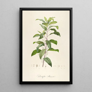 Pierre Joseph Redout - Description des plantes rares cultivees a Malmaison et a Navarre Pl50.webp