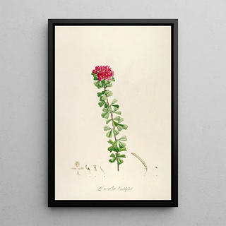 Pierre Joseph Redout - Description des plantes rares cultivees a Malmaison et a Navarre Pl53.webp