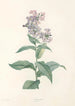 La botanique de J J Rousseau Pl 09 - Pierre Joseph Redouté — Ansicht des Kunstwerks
