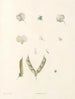 La botanique de J. J. Rousseau Pl 15 - Pierre-Joseph Redouté — Ansicht des Kunstwerks