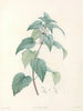 La botanique de J. J. Rousseau Pl 21 - Pierre-Joseph Redouté — Ansicht des Kunstwerks