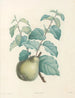 La botanique de J. J. Rousseau Pl 41 - Pierre-Joseph Redouté — Ansicht des Kunstwerks