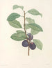 La botanique de J. J. Rousseau Pl 44 - Pierre-Joseph Redouté — Ansicht des Kunstwerks