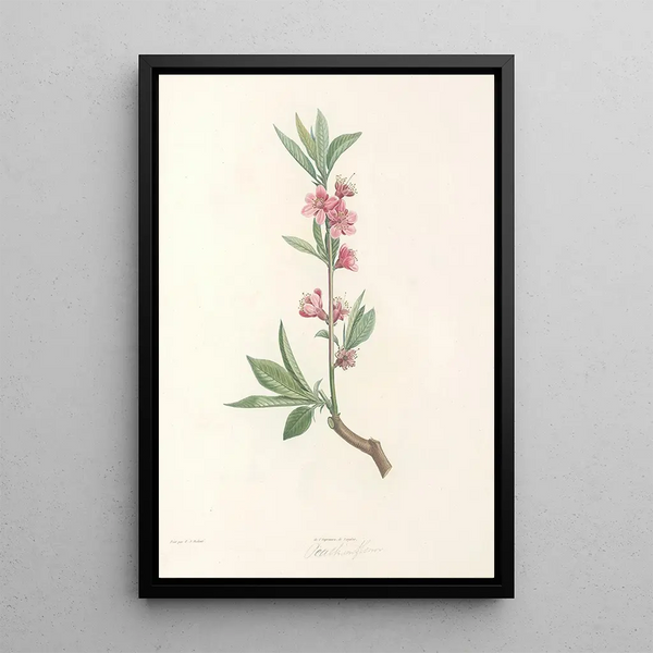 La botanique de J J Rousseau Pl 45 - Pierre Joseph Redouté — gerahmtes Bild an der Wand