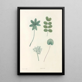 Pierre Joseph Redout - La botanique de J J Rousseau Pl 53.webp