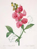 Lathyrus latifolius Pois éternel - Pierre Joseph Redouté — Ansicht des Kunstwerks