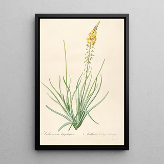 Pierre Joseph Redout - Les liliacees Pl03.webp