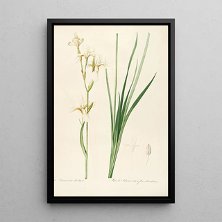 Pierre Joseph Redout - Les liliacees Pl18.webp