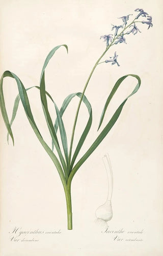 Pierre Joseph Redout - Les liliacees Pl44.webp