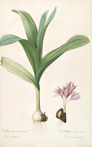 Pierre Joseph Redout - Les liliacees Pl47.webp