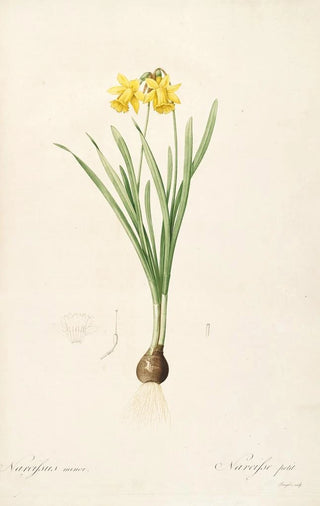 Pierre Joseph Redout - Les liliacees Pl59.webp