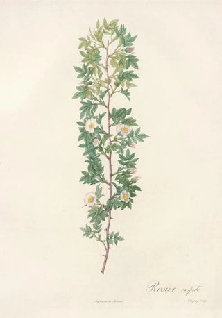 Pierre Joseph Redout - Rosa Aciphylla.webp