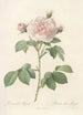 Rosa Alba Regalis - Pierre Joseph Redouté — Ansicht des Kunstwerks