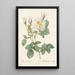 Rosa Alba foliacea - Pierre Joseph Redouté — gerahmtes Bild an der Wand
