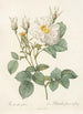 Rosa Alba foliacea - Pierre Joseph Redouté — Ansicht des Kunstwerks
