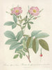 Rosa alpina laevis - Pierre Joseph Redouté — Ansicht des Kunstwerks