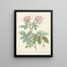 Rosa alpina laevis - Pierre Joseph Redouté — gerahmtes Bild an der Wand