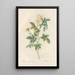 Rosa Andegavensis - Pierre Joseph Redouté — gerahmtes Bild an der Wand