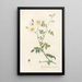 Rosa Arvensis Ovata - Pierre Joseph Redouté — gerahmtes Bild an der Wand
