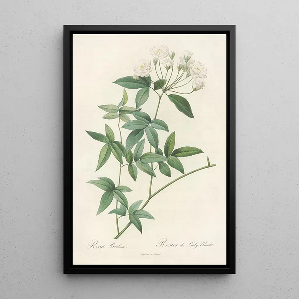 Rosa Banksiae - Pierre Joseph Redouté — gerahmtes Bild an der Wand