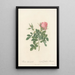 Rosa Bifera Pumila - Pierre Joseph Redouté — gerahmtes Bild an der Wand