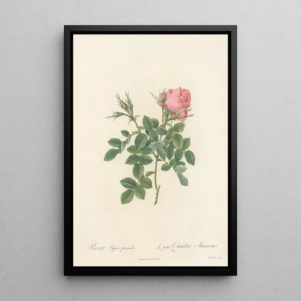 Rosa Bifera Pumila - Pierre Joseph Redouté — gerahmtes Bild an der Wand