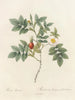 Rose biserrata - Pierre Joseph Redouté — Ansicht des Kunstwerks