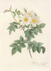 Rosa Brevistyla Leucochroa - Pierre Joseph Redouté — Ansicht des Kunstwerks