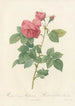 Rosa Canina Burboniana - Pierre Joseph Redouté — Ansicht des Kunstwerks