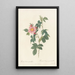 Rosa Canina Grandiflora - Pierre Joseph Redouté — gerahmtes Bild an der Wand
