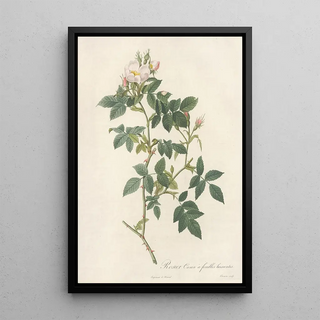 Pierre Joseph Redout - Rosa Canina Nitens.webp