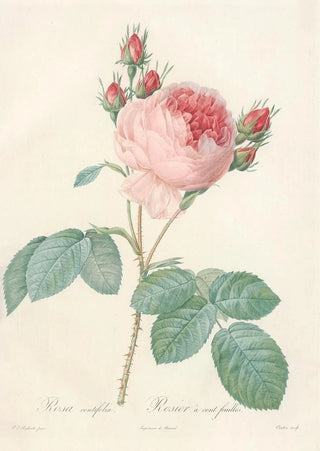 Pierre Joseph Redout - Rosa Centifolia.webp