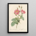 Rosa Centifolia Anemonoides - Pierre Joseph Redouté — gerahmtes Bild an der Wand