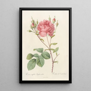 Pierre Joseph Redout - Rosa Centifolia Anglica Rubra.webp