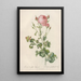 Rosa Centifolia Bipinnata - Pierre Joseph Redouté — gerahmtes Bild an der Wand